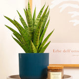 Sansevieria Tough Lady - 40 cm