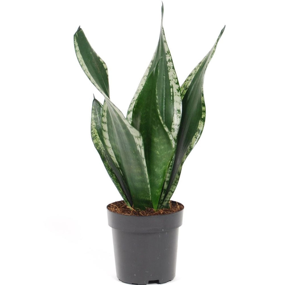 Limba Soacrei Sansevieria Silver Flame, 40 cm, planta suculenta decorativa cu frunze verticale si intretinere usoara