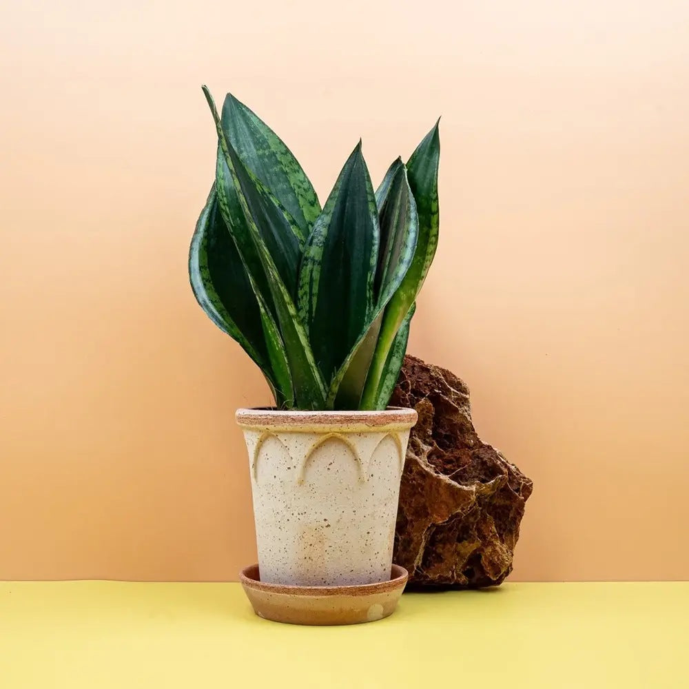 Limba Soacrei Sansevieria Silver Flame, 40 cm, planta suculenta decorativa cu frunze verticale si intretinere usoara