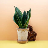 Limba Soacrei Sansevieria Silver Flame, 40 cm, planta suculenta decorativa cu frunze verticale si intretinere usoara
