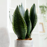 Limba Soacrei Sansevieria Silver Flame, 40 cm, planta suculenta decorativa cu frunze verticale si intretinere usoara