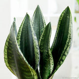 Limba Soacrei Sansevieria Silver Flame, 40 cm, planta suculenta decorativa cu frunze verticale si intretinere usoara