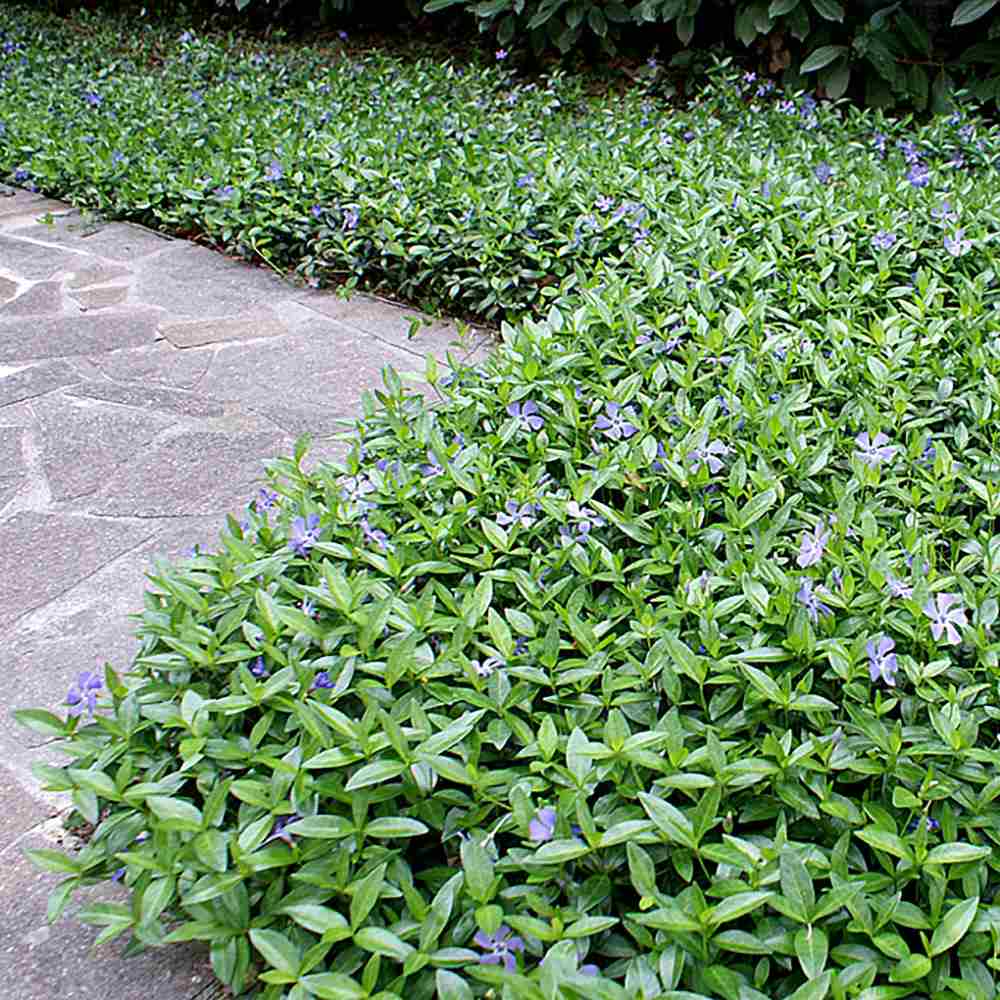 Saschiu cu frunza mica, tarator, vesnic verde cu flori albastre-mov (Vinca Minor)