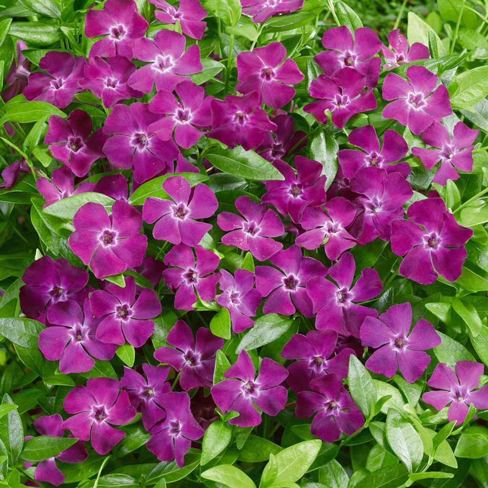 Saschiu cu frunza mica, tarator, vesnic verde cu flori purpurii-burgundiu (Vinca Minor Atropurpurea)