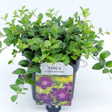 Saschiu cu frunza mica, tarator, vesnic verde cu flori purpurii-burgundiu (Vinca Minor Atropurpurea)