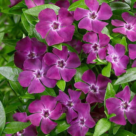 Saschiu cu frunza mica, tarator, vesnic verde cu flori purpurii-burgundiu (Vinca Minor Atropurpurea)