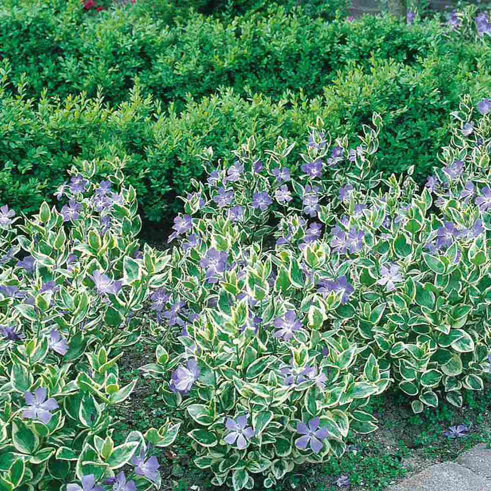 Saschiu Pestrita cu frunza mica, tarator, vesnic verde cu flori albastre-mov (Vinca Variegata)