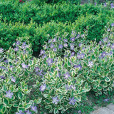 Saschiu Pestrita cu frunza mica, tarator, vesnic verde cu flori albastre-mov (Vinca Variegata)