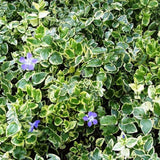 Saschiu Pestrita cu frunza mica, tarator, vesnic verde cu flori albastre-mov (Vinca Variegata)
