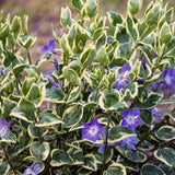 Saschiu Pestrita cu frunza mica, tarator, vesnic verde cu flori albastre-mov (Vinca Variegata)