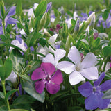 Saschiu Tricolor cu frunza mica, tarator, vesnic verde cu flori purpurii-alb-mov (Vinca Minor)