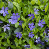 Saschiu cu frunza mica, tarator, vesnic verde cu flori albastre-mov (Vinca Minor)