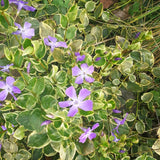 Saschiu Pestrita cu frunza mica, tarator, vesnic verde, cu flori argintii-verzi (Vinca Minor)