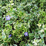 Saschiu Pestrita cu frunza mica, tarator, vesnic verde, cu flori argintii-verzi (Vinca Minor)