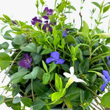 Saschiu Tricolor cu frunza mica, tarator, vesnic verde cu flori purpurii-alb-mov (Vinca Minor)