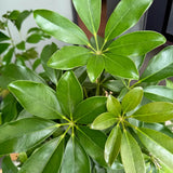 Ernyőpálma (Schefflera) 'Compacta' – fényes levelű, légtisztító szobanövény, 80 cm