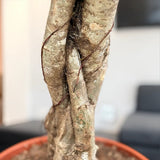 Ernyőpálma (Schefflera) 'Compacta' – fényes levelű, légtisztító szobanövény, 80 cm