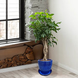 Ernyőpálma (Schefflera) 'Compacta' – fényes levelű, légtisztító szobanövény, 80 cm