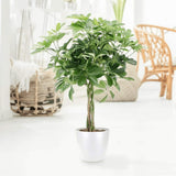 Ernyőpálma (Schefflera) 'Compacta' – fényes levelű, légtisztító szobanövény, 80 cm