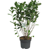Scorus Negru (Aronia Viking), cu fructe negre pline de vitamine
