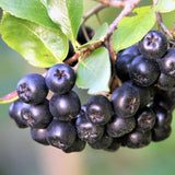 Scorus Negru (Aronia Viking), cu fructe negre pline de vitamine