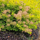 Arbore de Fum Scumpie galbena (Cotinus coggygria) Golden Spirit