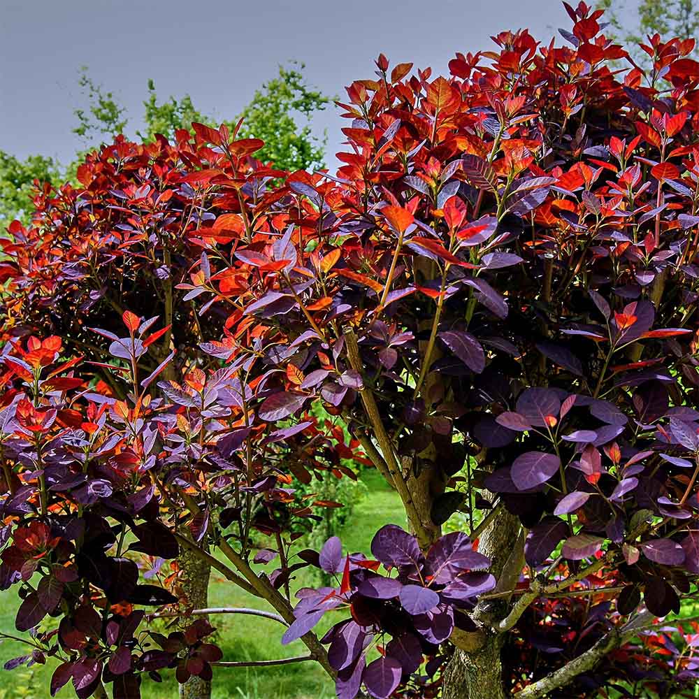 Arbore de Fum, Scumpie Rosie (Cotinus coggygria) Royal Purple