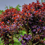 Arbore de Fum, Scumpie Rosie (Cotinus coggygria) Royal Purple