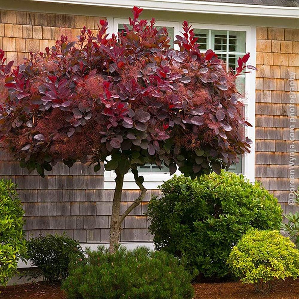 Scumpie Rosie (Cotinus) Royal Purple - Tip Copac