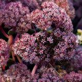 Sedum Purple Emperor, planta perena decorativa mov, rezistenta seceta si frig