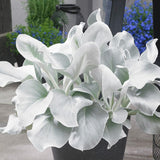 Cineraria Senecio Angel Wings, cu frunze argintii-albe pufoase