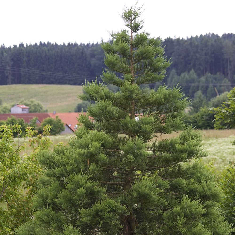 Arborele Sequoia Giganteum (Sequoiadendron Giganteum)
