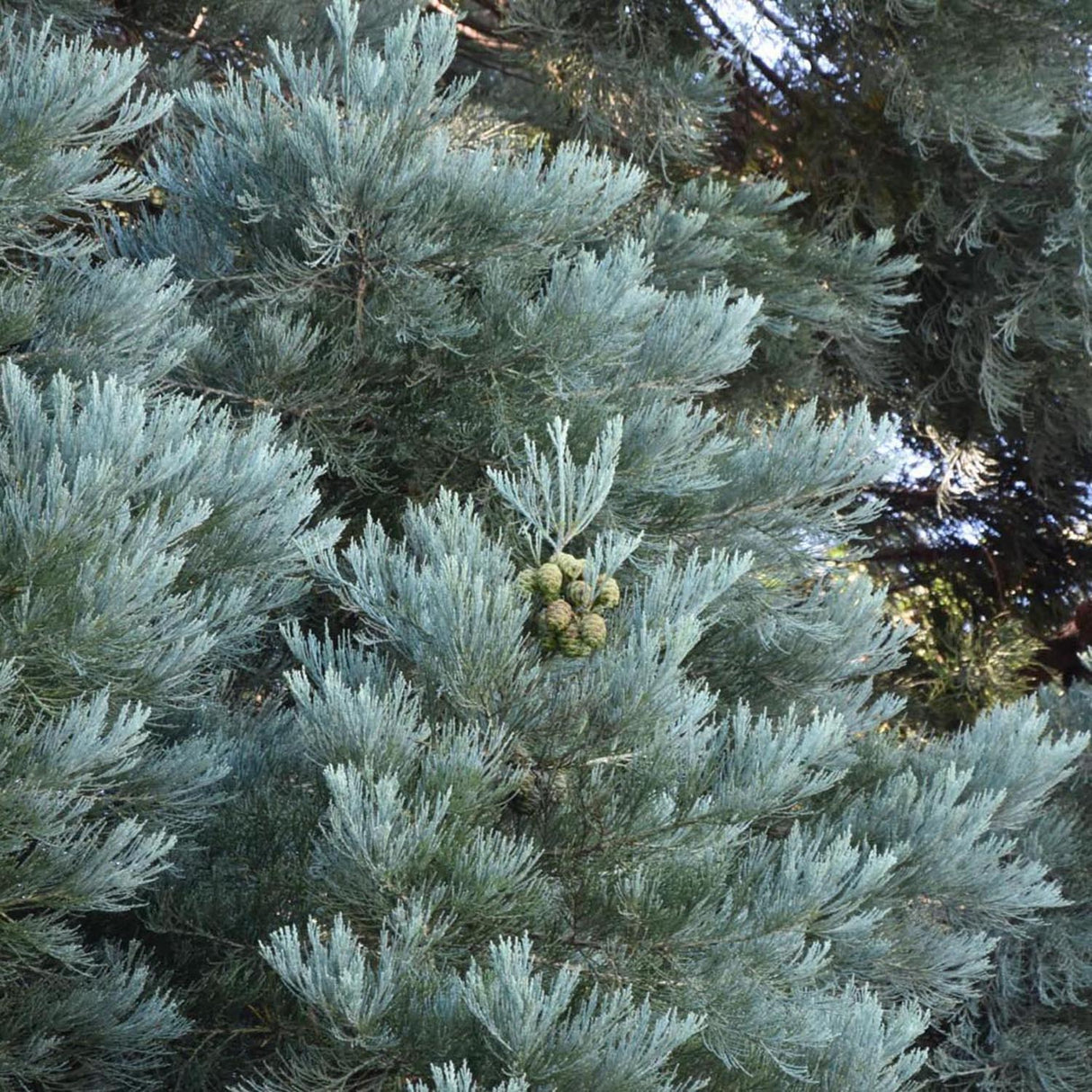 Arborele Sequoia Albastru (Sequoiadendron Glauca)
