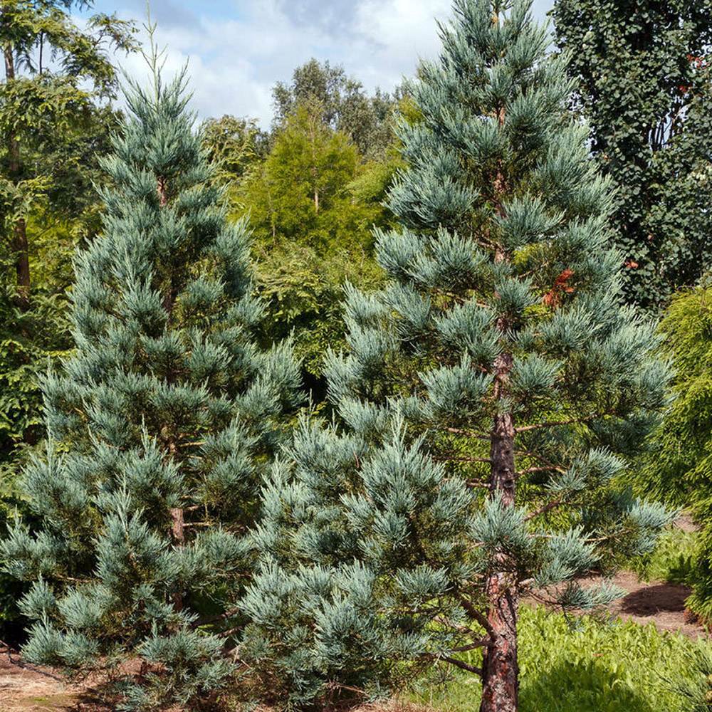 Arborele Sequoia Albastru (Sequoiadendron Glauca)