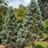 Arborele Sequoia Albastru (Sequoiadendron Glauca)