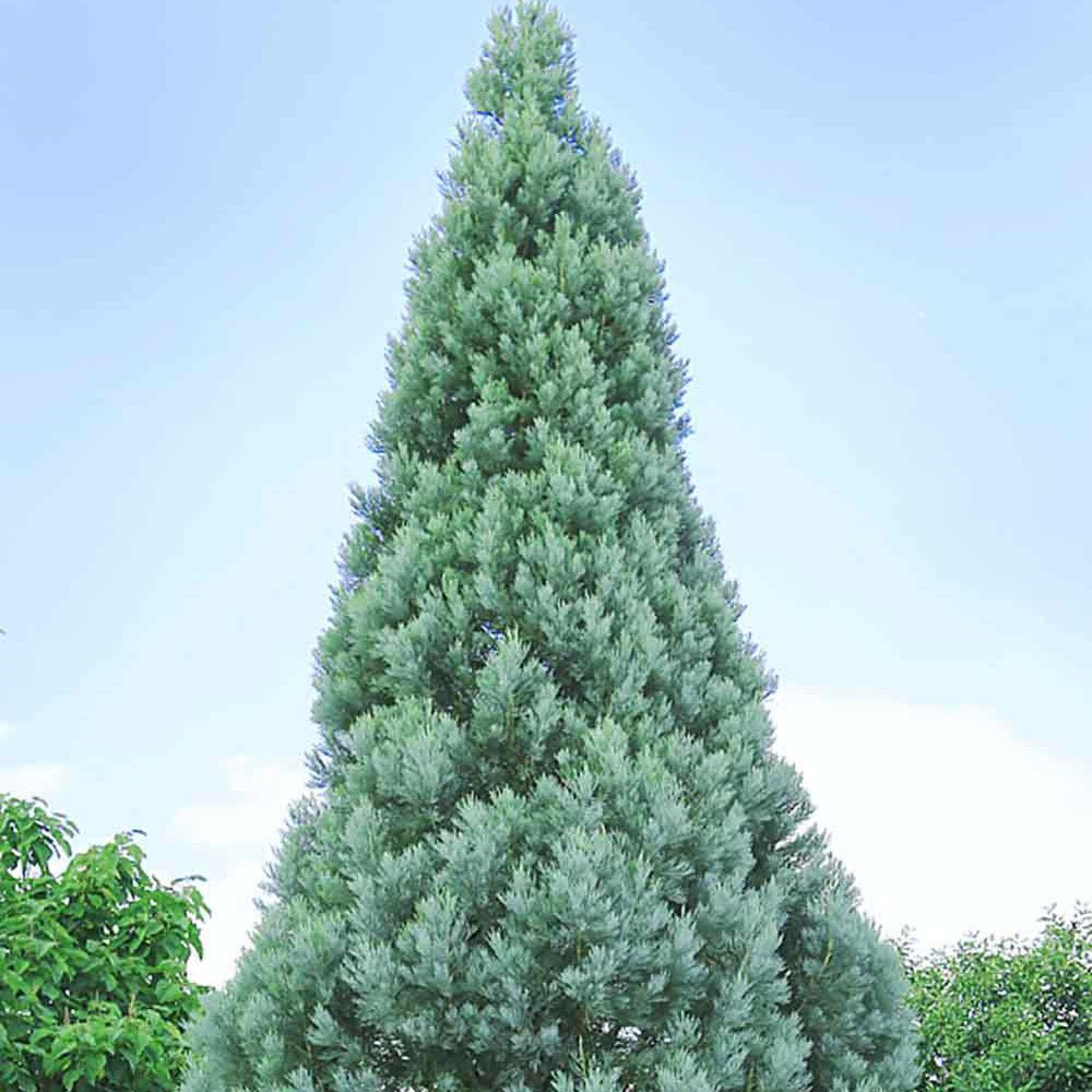 Arborele Sequoia Albastru (Sequoiadendron Glauca)