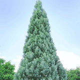 Arborele Sequoia Albastru (Sequoiadendron Glauca)