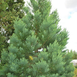 Arborele Sequoia Giganteum (Sequoiadendron Giganteum)