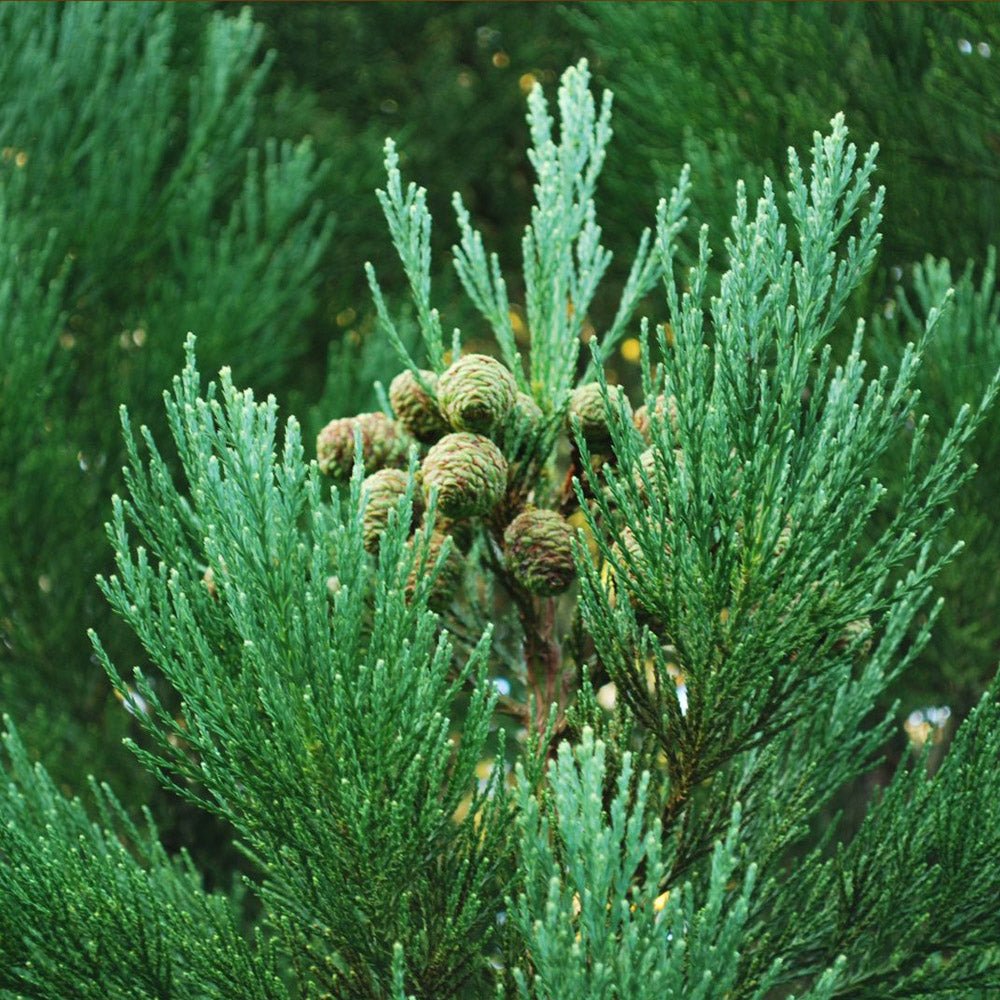 Arborele Sequoia Giganteum (Sequoiadendron Giganteum)