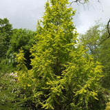 Arborele Sequoia auriu Goldrush (Metasequoia Glyptostroboides Gold Rush)