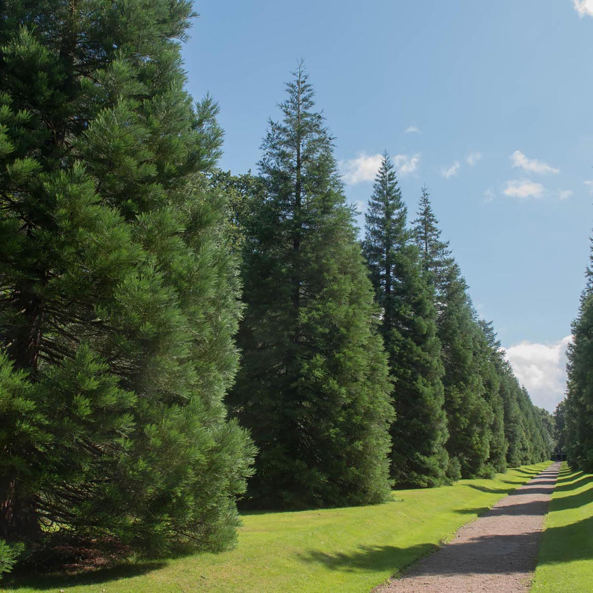 Arborele Mamut, Sequoia Healthy Mammoth Three (Sequoiadendron Giganteum), conifer cu ace verde-albastrui, aspect metalic usor, arbore decorativ urias, vesnic verde, coroana piramidala