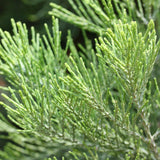 Arborele Sequoia Healthy Mammoth One (Sequoiadendron Giganteum)