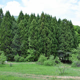 Arborele Sequoia Healthy Mammoth One (Sequoiadendron Giganteum)