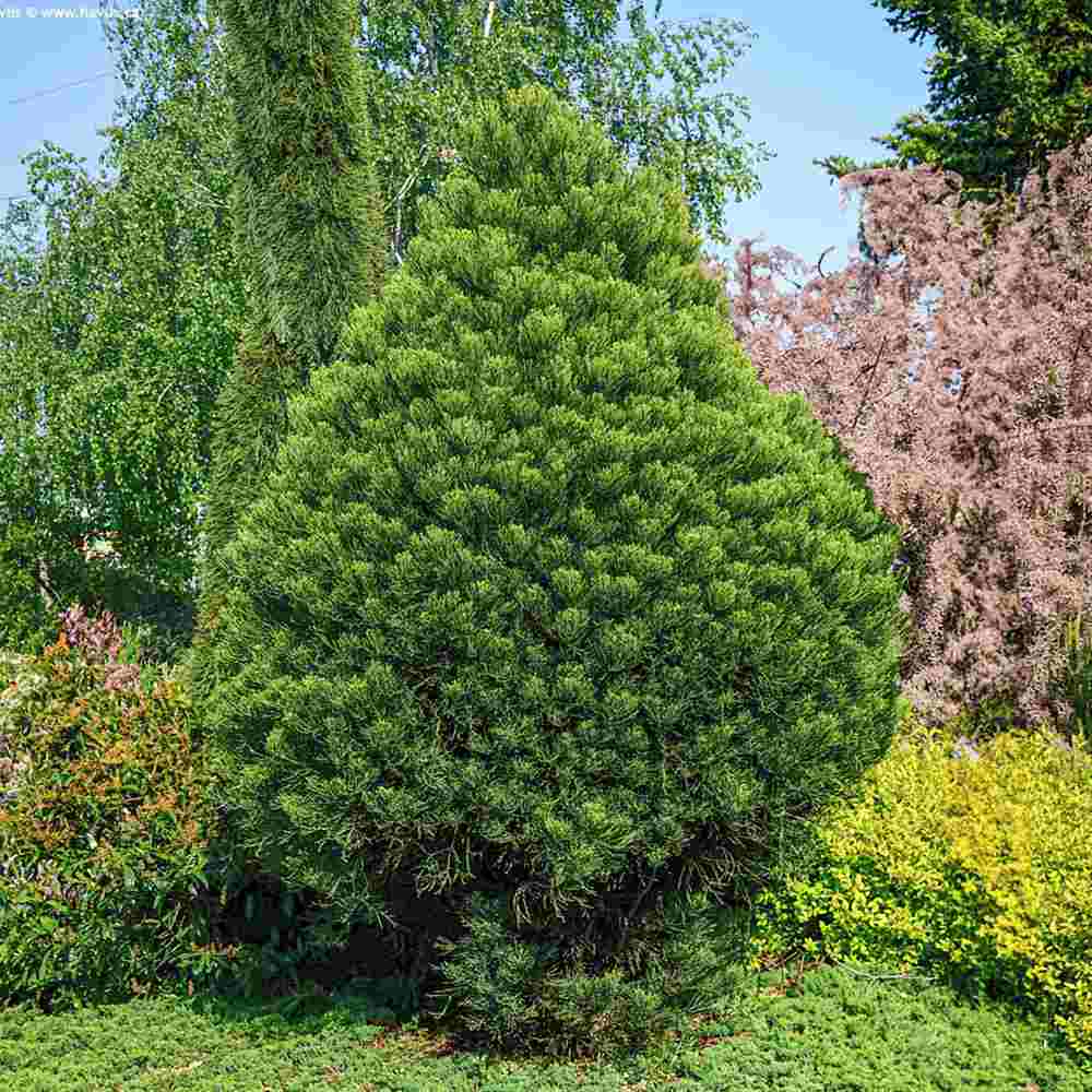Arborele Mamut, Sequoia Healthy Mammoth Two (Sequoiadendron Giganteum), conifer cu ace verde-albastrui, aspect metalic usor, arbore decorativ urias, vesnic verde, coroana piramidala