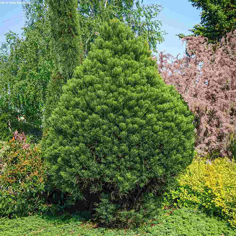 Arborele Mamut, Sequoia Healthy Mammoth Two (Sequoiadendron Giganteum), conifer cu ace verde-albastrui, aspect metalic usor, arbore decorativ urias, vesnic verde, coroana piramidala