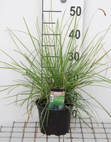 Iarba ornamentala Sesleria Tomnatica, frunzis auriu toamna, semi vesnic verde, de ghiveci sau de gradina