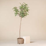 Smochin Copac Ficus Brown Turkey, cu fructe dulci