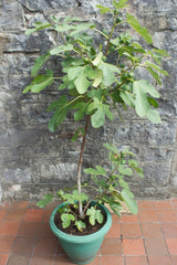Smochin Copac Ficus Brown Turkey, cu fructe dulci