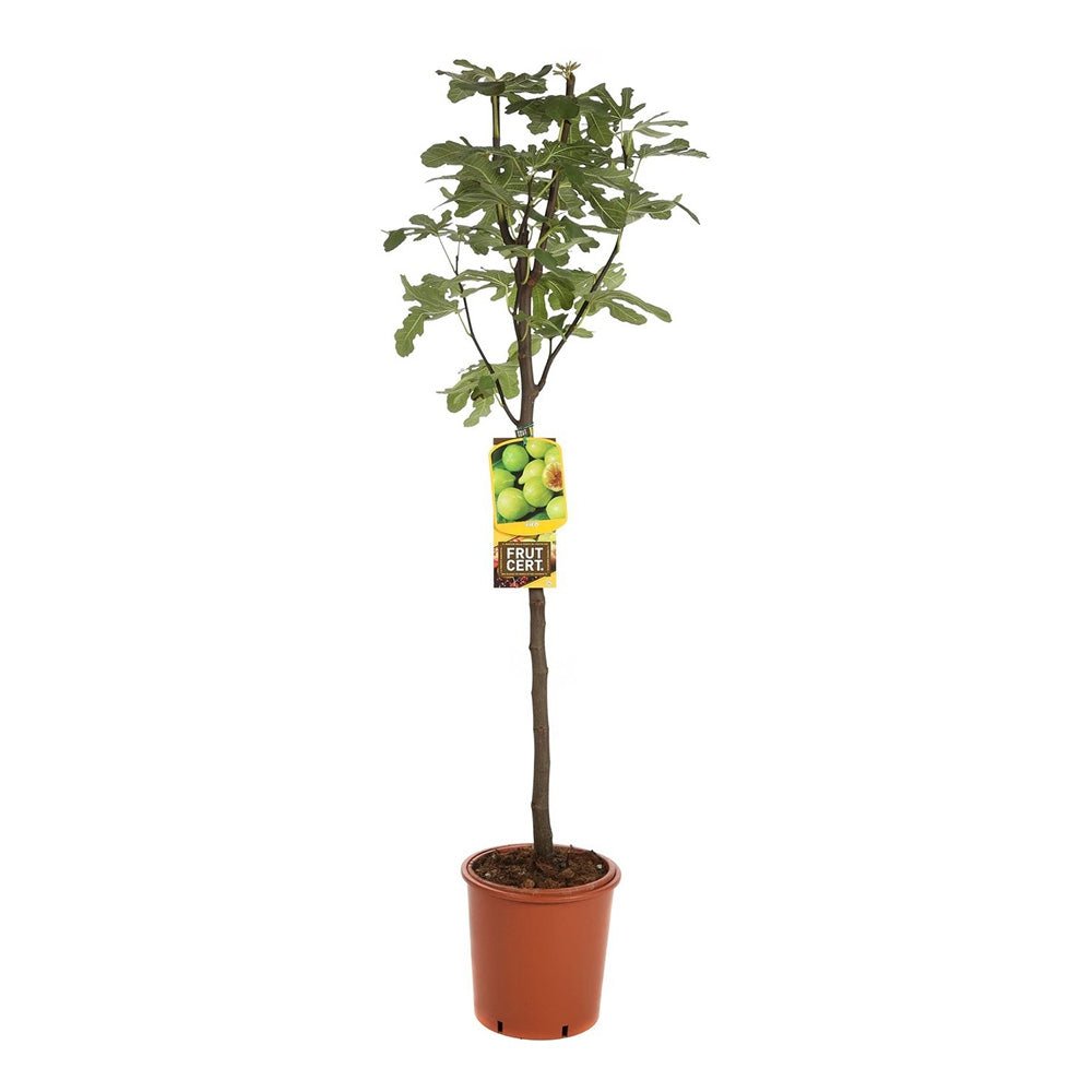 Smochin (Ficus Carica) cu fructe dulci albe