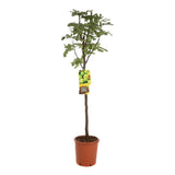 Smochin (Ficus Carica) cu fructe dulci albe